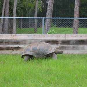ALDABRA BREEDER