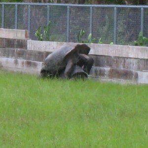 ALDABRA BREEDER