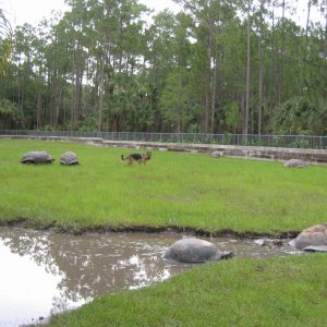 ALDABRA BREEDER
