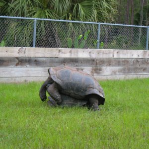ALDABRA BREEDER