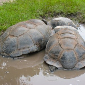 ALDABRA BREEDER