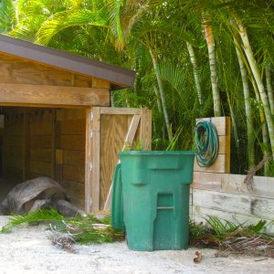 ALDABRA BREEDER