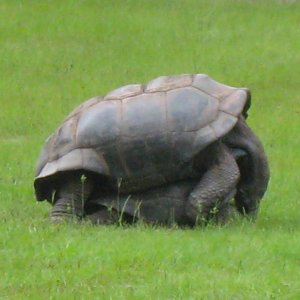 ALDABRA BREEDER