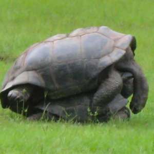 ALDABRA BREEDER