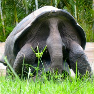 ALDABRA BREEDER