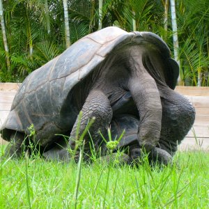 ALDABRA BREEDER