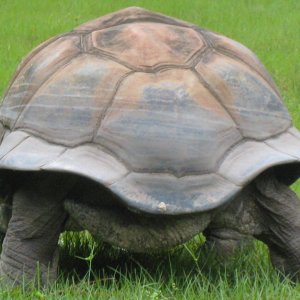 ALDABRA BREEDER