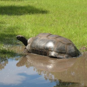 ALDABRA BREEDER