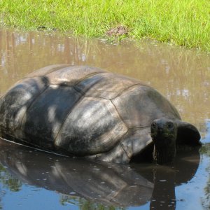 ALDABRA BREEDER