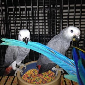 African Congo Grey Parrot-Fully tamed