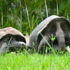 ALDABRA BREEDER