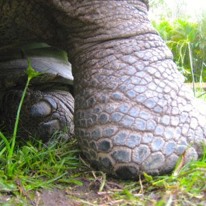 ALDABRA BREEDER