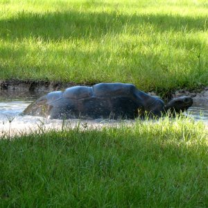 ALDABRA BREEDER