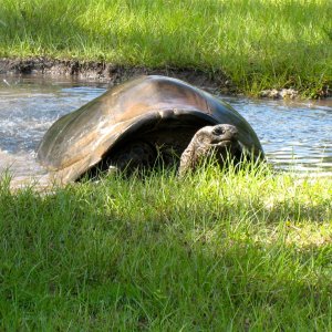 ALDABRA BREEDER