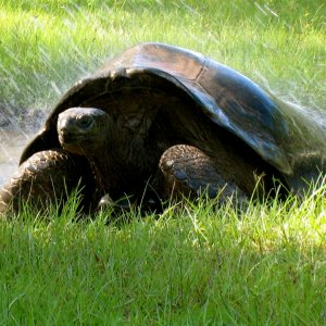 ALDABRA BREEDER