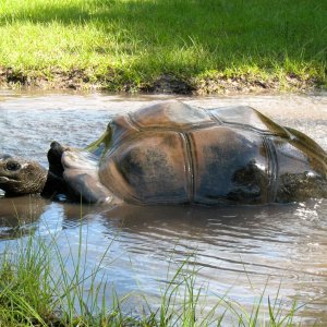ALDABRA BREEDER