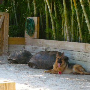 ALDABRA BREEDER