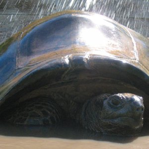 ALDABRA BREEDER