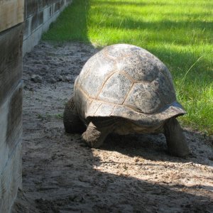 ALDABRA BREEDER