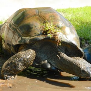ALDABRA BREEDER
