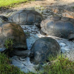 ALDABRA BREEDER