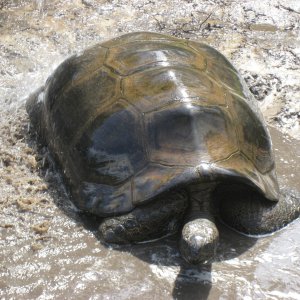 ALDABRA BREEDER