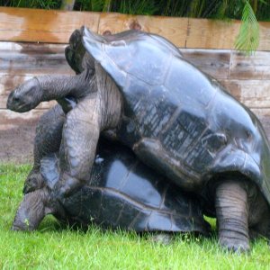 ALDABRA BREEDER