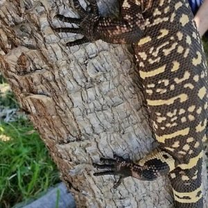 beaded lizard