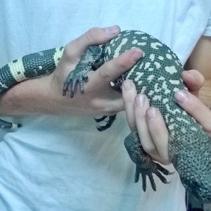 beaded lizard