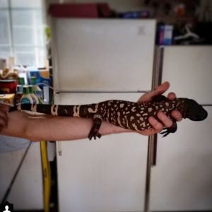 beaded lizard