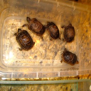 ALDABRA BREEDER