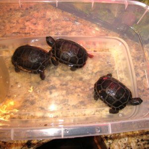 ALDABRA BREEDER