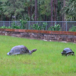 ALDABRA BREEDER