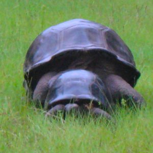 ALDABRA BREEDER