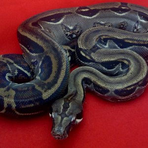 2014 Gen stripe costarican