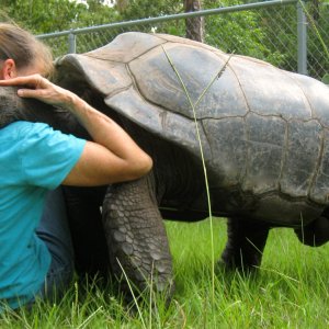 ALDABRA BREEDER
