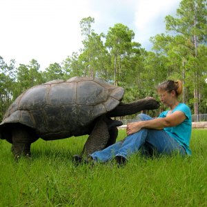 ALDABRA BREEDER