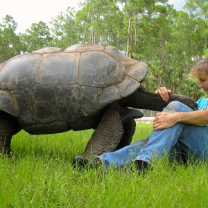 ALDABRA BREEDER