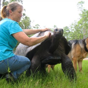 ALDABRA BREEDER