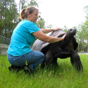 ALDABRA BREEDER