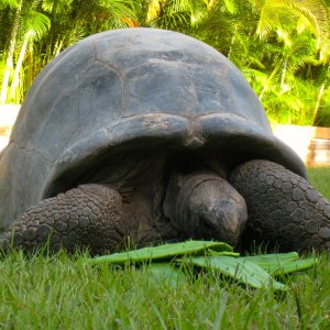 ALDABRA BREEDER