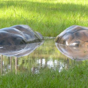 ALDABRA BREEDER
