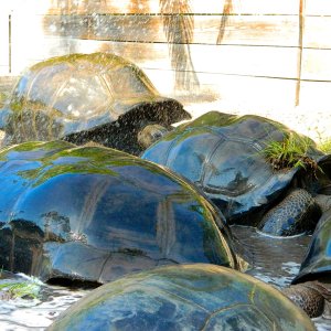ALDABRA BREEDER
