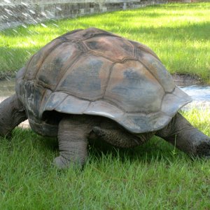 ALDABRA BREEDER