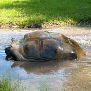 ALDABRA BREEDER