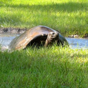 ALDABRA BREEDER
