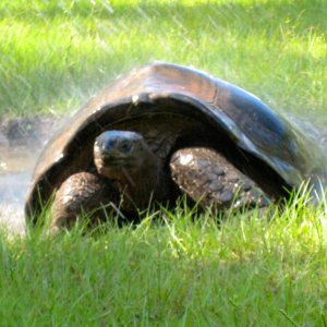 ALDABRA BREEDER