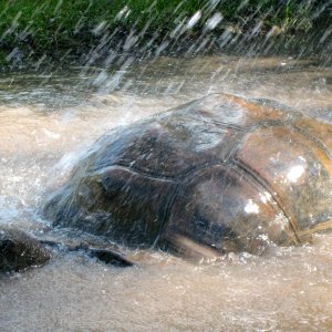 ALDABRA BREEDER