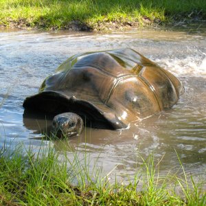ALDABRA BREEDER