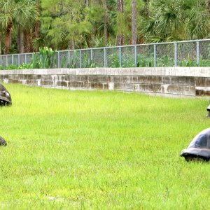 ALDABRA BREEDER